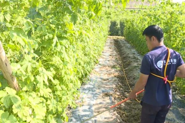 大棚蔬菜种植误区，主要有以下6个错误认知
