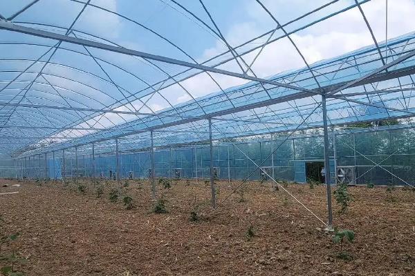 大棚蔬菜种植误区，主要有以下6个错误认知
