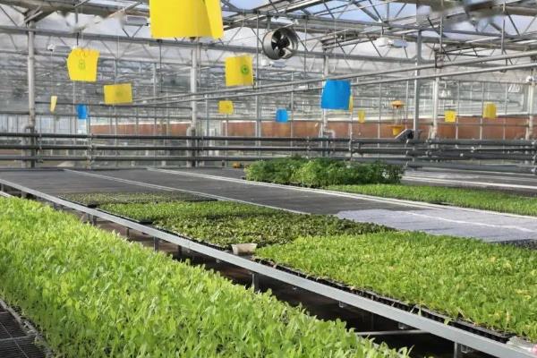 大棚蔬菜种植误区，主要有以下6个错误认知