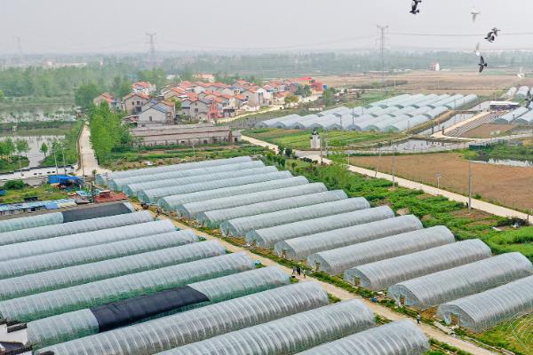 大棚蔬菜种植误区，主要有以下6个错误认知