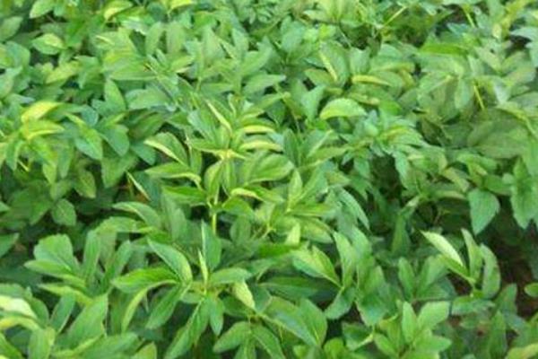 白芷高产种植方法，间苗中耕后都要追肥