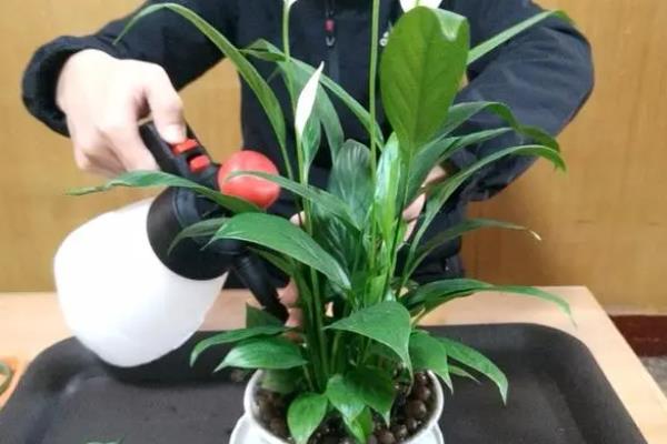 白掌怎么养才可以更旺盛，可以将其放在光照充足的位置