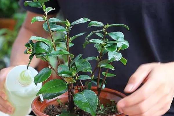 怎么给山茶花施矾肥水，可以选择在傍晚进行