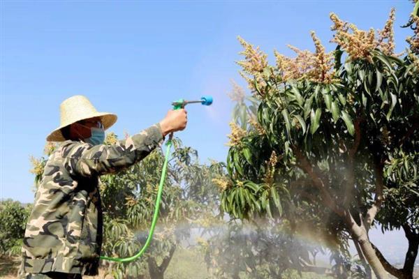 氯虫苯甲酰胺如何灭杀害虫，与鱼尼丁受体结合导致害虫瘫痪死亡