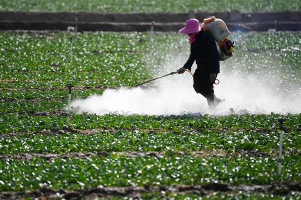 氯虫苯甲酰胺如何灭杀害虫，与鱼尼丁受体结合导致害虫瘫痪死亡