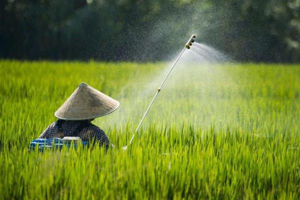氯虫苯甲酰胺如何灭杀害虫，与鱼尼丁受体结合导致害虫瘫痪死亡