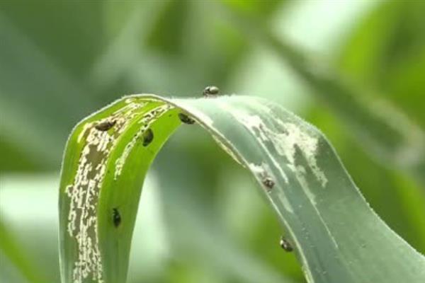 氯虫苯甲酰胺如何灭杀害虫，与鱼尼丁受体结合导致害虫瘫痪死亡
