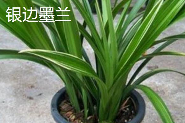 墨兰哪个品种香，常见的有金嘴墨兰、银边墨兰等