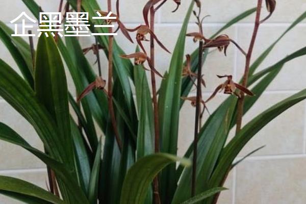 墨兰哪个品种香，常见的有金嘴墨兰、银边墨兰等