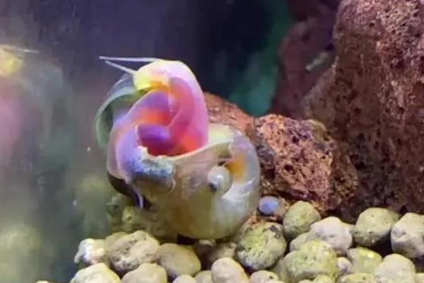 一只苹果螺可以繁殖吗，通常至少要2只才具备繁殖能力