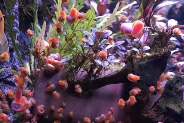 一只苹果螺可以繁殖吗，通常至少要2只才具备繁殖能力