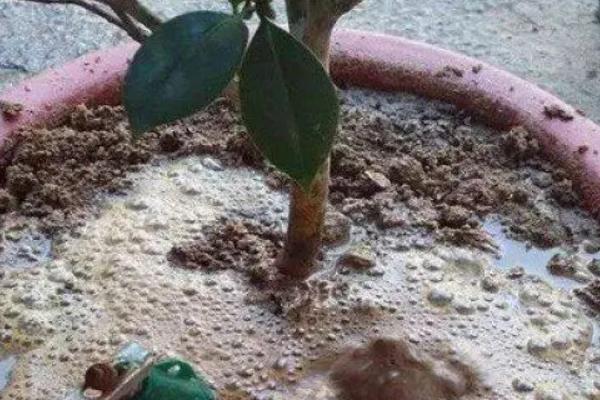 怎么给山茶花施矾肥水，可以选择在傍晚进行
