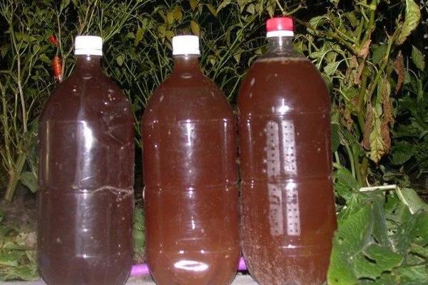 怎么给山茶花施矾肥水，可以选择在傍晚进行