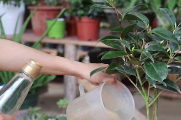 怎么给山茶花施矾肥水，可以选择在傍晚进行