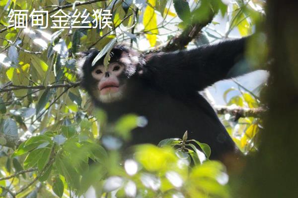 金丝猴的种类，常见的有缅甸金丝猴、怒江金丝猴等