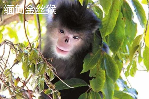 金丝猴的种类，常见的有缅甸金丝猴、怒江金丝猴等
