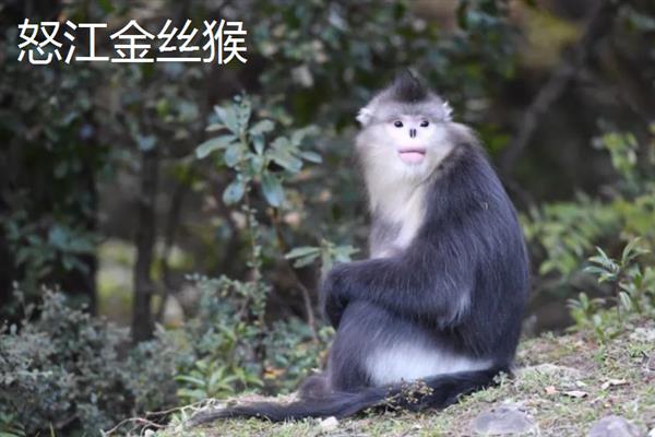 金丝猴的种类，常见的有缅甸金丝猴、怒江金丝猴等