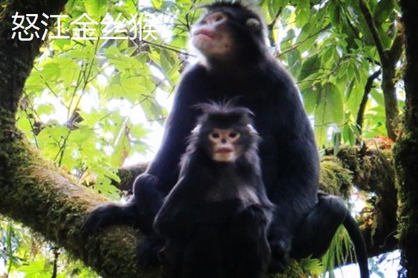 金丝猴的种类，常见的有缅甸金丝猴、怒江金丝猴等