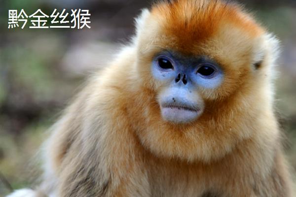 金丝猴的种类，常见的有缅甸金丝猴、怒江金丝猴等