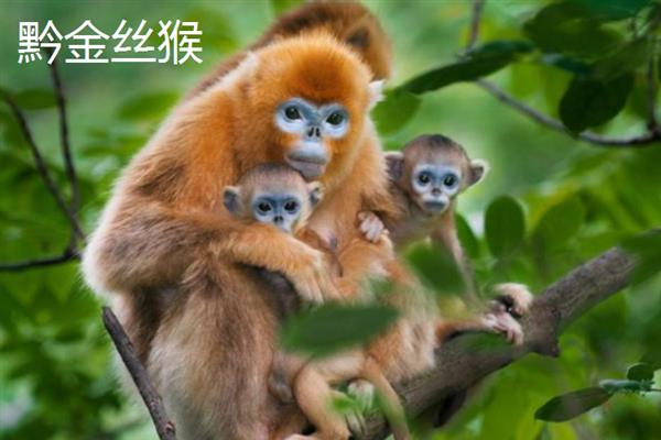 金丝猴的种类，常见的有缅甸金丝猴、怒江金丝猴等