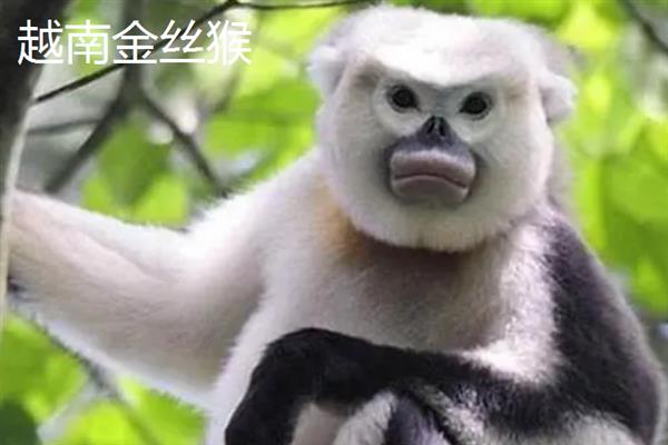 金丝猴的种类，常见的有缅甸金丝猴、怒江金丝猴等