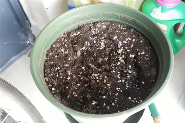 春天移栽米兰的方法，剪除烂根再栽入新的花土中