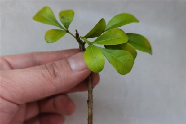 春天移栽米兰的方法，剪除烂根再栽入新的花土中