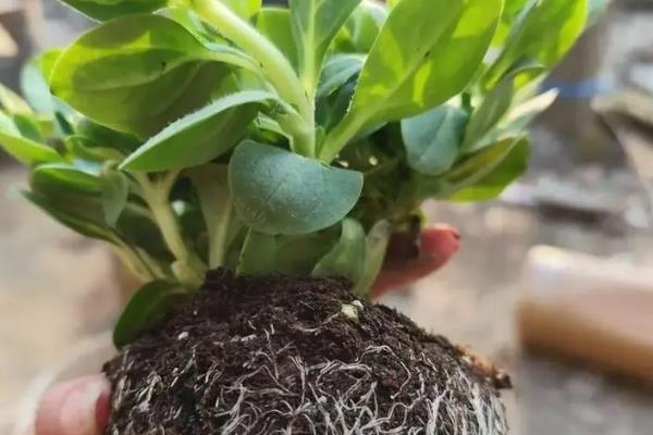 矮牵牛花种子的种植方法，播种前需要浸种
