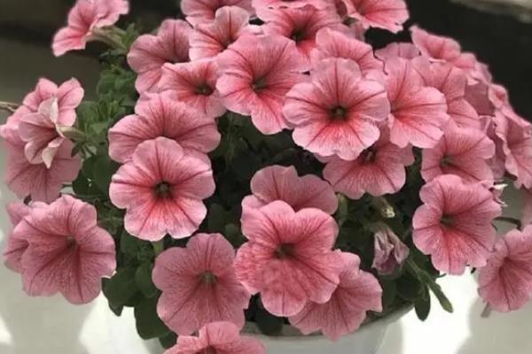 矮牵牛花种子的种植方法，播种前需要浸种