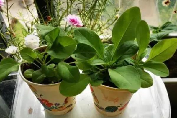 矮牵牛花种子的种植方法，播种前需要浸种