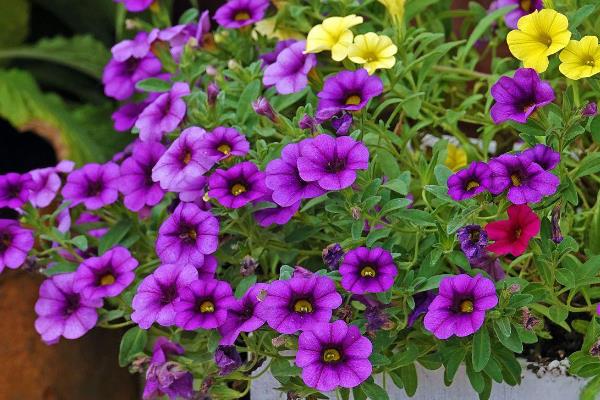 矮牵牛花种子的种植方法，播种前需要浸种