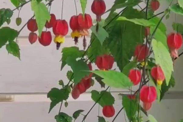 蔓性风铃花有没有毒，植株是没有任何毒性的