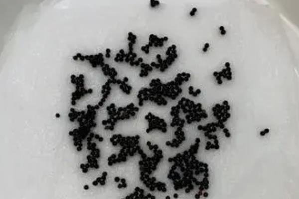 满天星种子的种植方法，种植前需要泡水