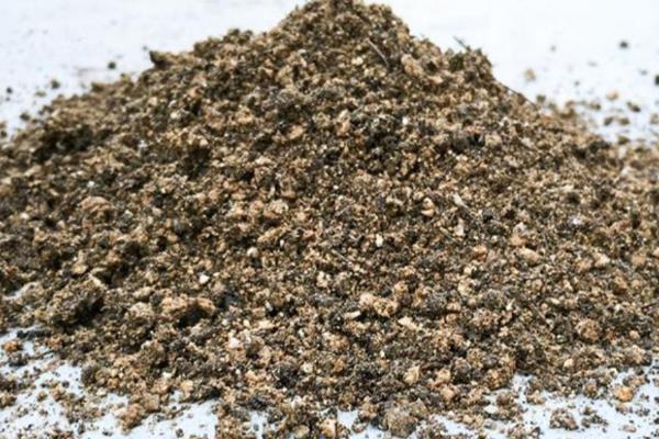 满天星种子的种植方法，种植前需要泡水