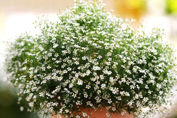 满天星种子的种植方法，种植前需要泡水