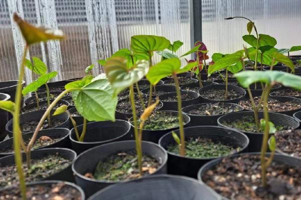 山药如何种植，种植前山药段需放在多灵菌药液中浸泡