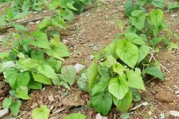 山药如何种植，种植前山药段需放在多灵菌药液中浸泡