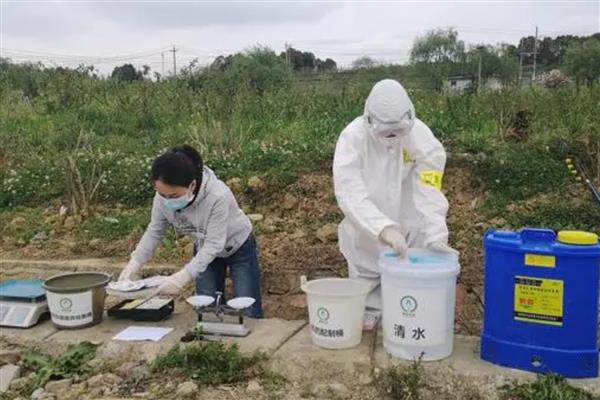 玉米苗后除草什么时候喷药，玉米3-5叶期，杂草2-4叶期喷施除草剂