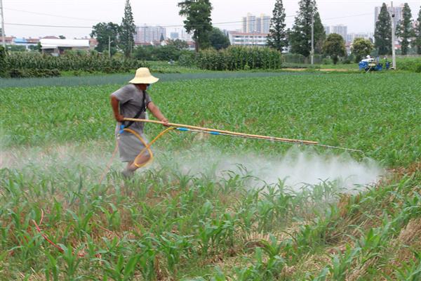 玉米苗后除草什么时候喷药，玉米3-5叶期，杂草2-4叶期喷施除草剂