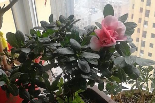杜鹃花的过冬方法，每天晒光9-11小时