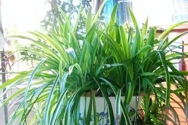 吊兰能不能放在卧室，能放在卧室养殖