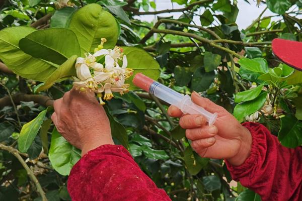 沙田柚的种植技术，宜选30度以下山坡地种植
