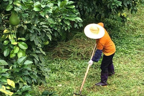 沙田柚的种植技术，宜选30度以下山坡地种植