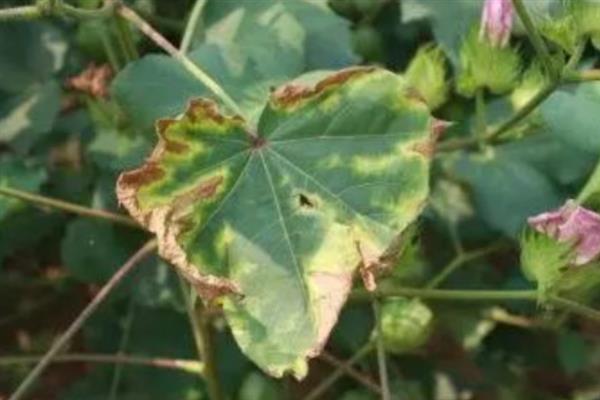 棉花枯黄萎病的发病症状，其木质部导管会变黑褐色
