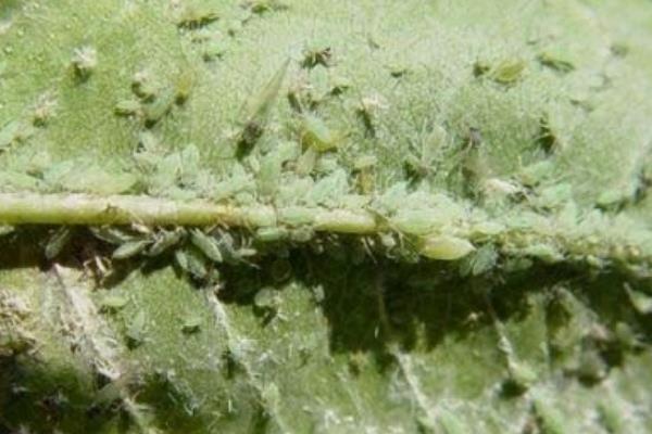 常见果树蚜虫有哪些，常见的有桃粉大尾蚜、李短尾蚜等