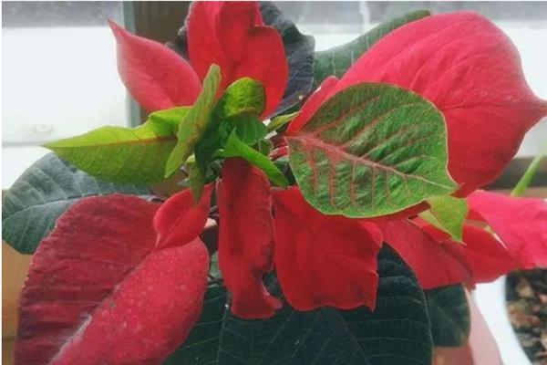一品红的叶片上出现白色小飞虫怎么办，喷施花椒水可以快速除虫
