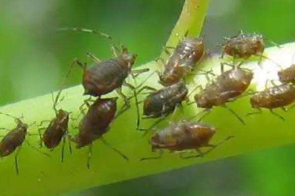 常见果树蚜虫有哪些，常见的有桃粉大尾蚜、李短尾蚜等