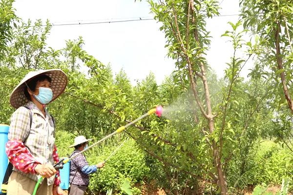 常见果树蚜虫有哪些，常见的有桃粉大尾蚜、李短尾蚜等