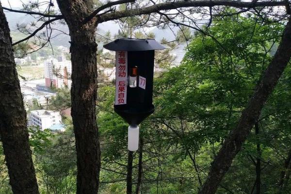 常见果树蚜虫有哪些，常见的有桃粉大尾蚜、李短尾蚜等