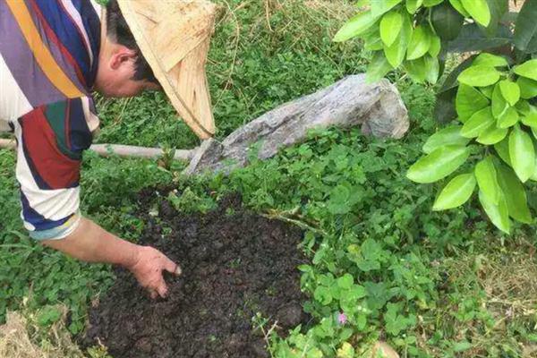沙田柚的种植技术，宜选30度以下山坡地种植